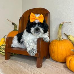 Janet - Black and white female Shihpoo puppy in Rolla, Missouri from Keggie's Kritters