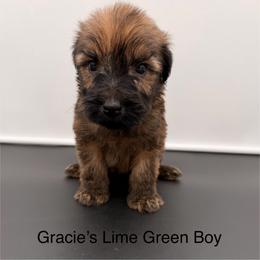 Lime Green - Wheaten male Soft Coated Wheaten Terrier puppy in Grand Prairie, Texas from Wonderful Wheatens