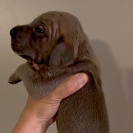 Blue Fawn - Fawn male Great Dane puppy in Kimball, Michigan from Starlight Danes
