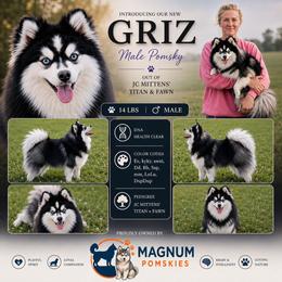 Griz - Pomsky