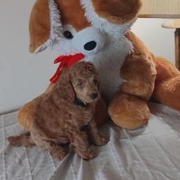 Reginald Majestic Embrace Medium Import Line - Apricot male Poodle puppy in Licking, Missouri from Majestic Embrace Poodles