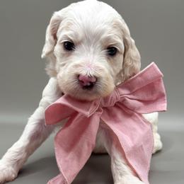 Ivy - Buff and white female Cockapoo puppy in Claremont, North Carolina from Magnolia Grove Farms