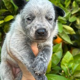 June - Blue speckled female Australian Cattle Dog puppy in Surprise, Arizona from Copper State Cattle Dogs