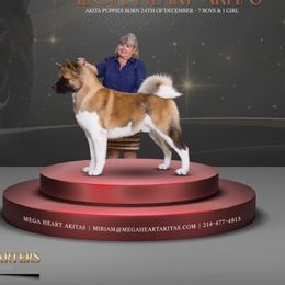 Akita from Mega Heart Akitas