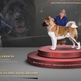 Akita from Mega Heart Akitas