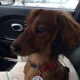 Ollie - Dachshund