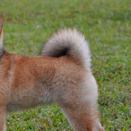 Shiba Inu from Amber's House