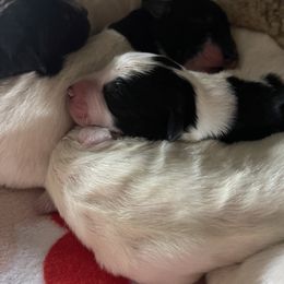 Pom Pom - White female Colorado Mountain Dog puppy in Colorado Springs, Colorado from Sharp Guardians and Goldens