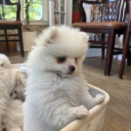 French Bulldog and Pomeranian Puppies from Heartfelt Kennels