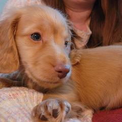 Dachshund Puppies from Katie Light