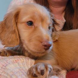 Dachshund Puppies from Katie Light