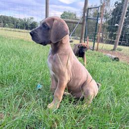 Chrome - Blue male Great Dane puppy in Jerusalem, Arkansas from Mara Danes