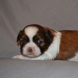 Shih Tzu Puppies from Moore Shih Tzus