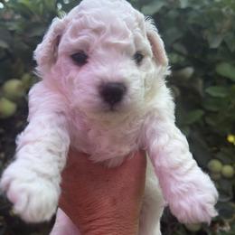 Red - White male Bichon Frise puppy in Lake Elsinore, California from Amber's Bichon Frise and Poodles