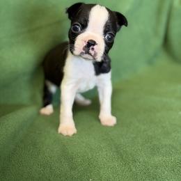 Lincoln - Black and white male Boston Terrier puppy in Lake City, Florida from RuckerRun Boston Terriers