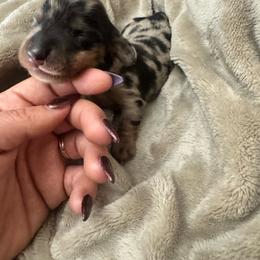 Chip - Dapple male Dachshund puppy in Hickman/Modesto, California from Rosewick Kennels