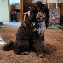 Cookie - Australian Labradoodle