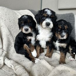 Bernedoodle, Goldendoodle, and Golden Mountain Doodle Puppies from Sonoran Standard Doodles