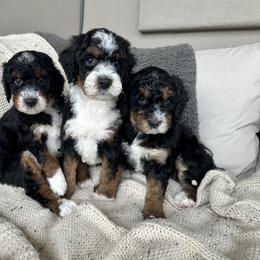 Bernedoodle, Goldendoodle, and Golden Mountain Doodle Puppies from Sonoran Standard Doodles