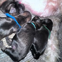 Turquoise collar female - Salt and pepper female Miniature Schnauzer puppy in La Fayette, Georgia from Daniels Mini Schnauzers