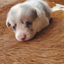 Joy - Blue merle and white female American Corgi puppy in Shawnee, Oklahoma from Sunray Ranch