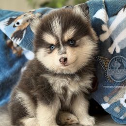 Monarch Nickel's Blue Clover - Blue female Pomsky puppy in Greeley, Colorado from Monarch Pomskies | Northern Colorado
