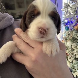 Orange collar - Liver white and tan male English Springer Spaniel puppy in Elma, Washington from McCartney Springer’s