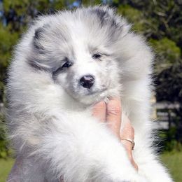 Shetland Sheepdogs from Michele Creaton