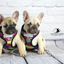 French Bulldog Puppies from Battery Creek Frenchies