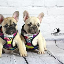 French Bulldog Puppies from Battery Creek Frenchies
