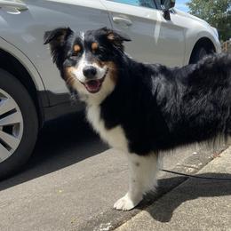 Australian Shepherds from OlivFos Australian Shepherds