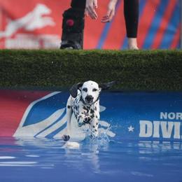 Dalmatian Puppies from SpotWise Dalmatians