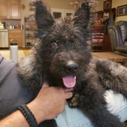 Dutch Shepherd Puppies from Vandalia Kennel Dutch Shepherds