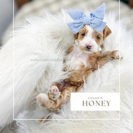 H O N E Y - Red  female Goldendoodle puppy in Cedar City, Utah from Cedar Doodles- Home of the Teddybear Goldendoodle