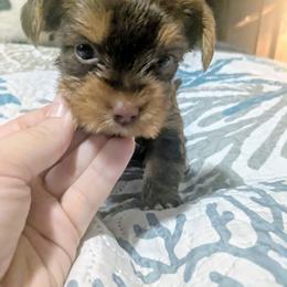 Chocolate and tan girl - Chocolate and tan female Yorkshire Terrier puppy in Odenville, Alabama from Yorkie Prints
