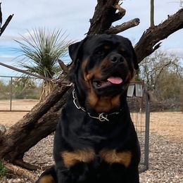 Chris - Rottweiler