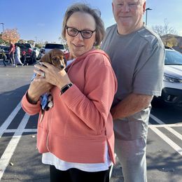 Beethoven - Red male Dachshund puppy in Browns Valley, California from Hidden Oaks Dachshunds