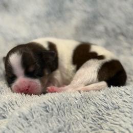 Zydeco - Black white and silver male Shorkie puppy in Delta, Colorado from SATA Kennels
