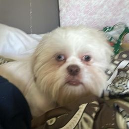 Casper - Shih Tzu