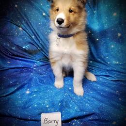 Barry - Sable and white male Shetland Sheepdog puppy in Moore Haven, Florida from Sheri Harris's Shetland Sheepdogs