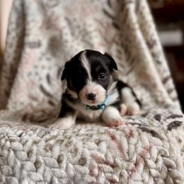 Blue Female - Black and tan female Pembroke Welsh Corgi puppy in La Porte City, Iowa from Cedar River Corgis