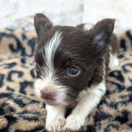 Cooper - Parti male Yorkshire Terrier puppy in Gaylesville, Alabama from Sweet Alabama Yorkies