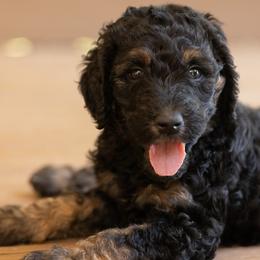 Lady Mary - Phantom female Poodle puppy in Grimsley, Tennessee from Above Standard Poodles