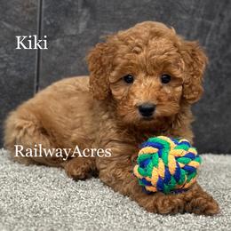 Kiki - Apricot female Goldendoodle puppy in Milford, Indiana from Railway Acres Kennel
