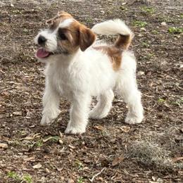 Thelma x Bruno Male - White and tan male Russell Terrier puppy in Ocala, Florida from Jumping Jacks Russells
