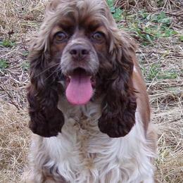 Cockapoos, Cocker Spaniels, and Goldendoodles from Pine Trace