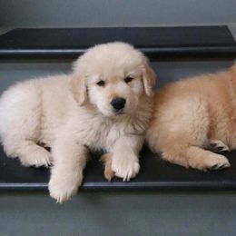 Golden Retriever Puppies from OPK GOLDENS