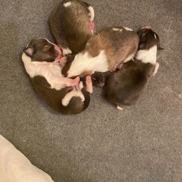 Shetland Sheepdog Puppies from Clark Kennel Shelties