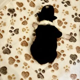 Amos - Black tri male Miniature American Shepherd puppy in Groesbeck, Texas from Epic Miniature American Shepherds