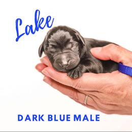 Labrador Retriever Puppies from AGL Retrievers